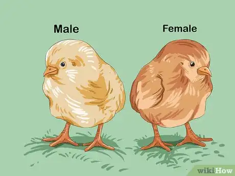 Image intitulée Determine the Sex of a Chicken Step 12