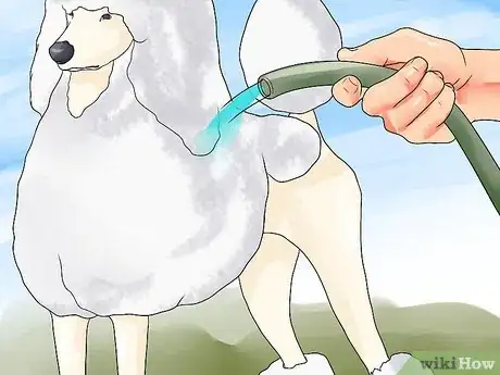 Image intitulée Blow Dry a Poodle Step 1