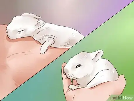 Image intitulée Feed Baby Rabbits Step 9