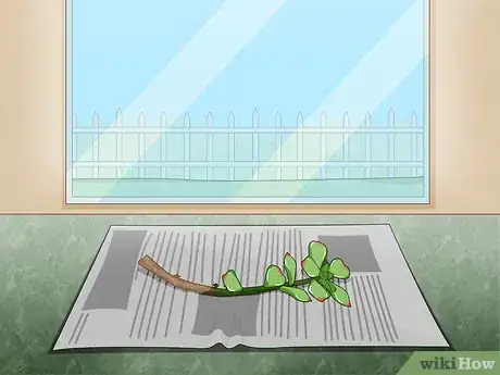 Image intitulée Propagate Succulent Plant Cuttings Step 8