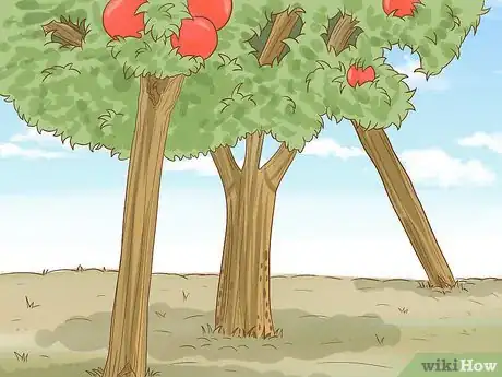 Image intitulée Prune Pomegranate Trees Step 14