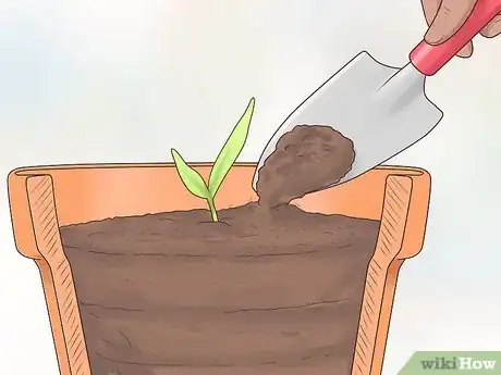 Image intitulée Plant Date Seeds Step 13