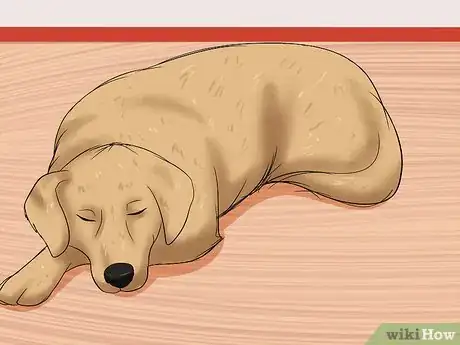 Image intitulée Recognize a Stroke in Dogs Step 7
