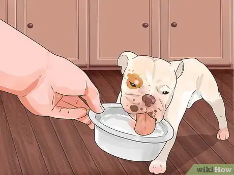 Image intitulée Feed Puppies Step 11