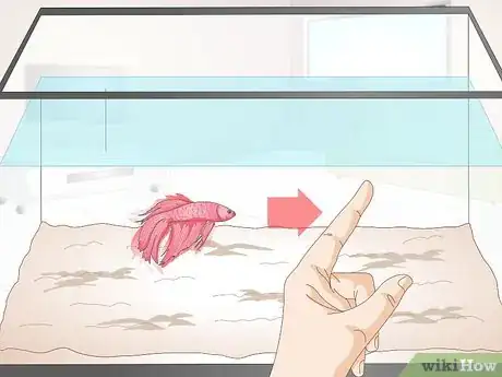 Image intitulée Train Your Betta Fish Step 6