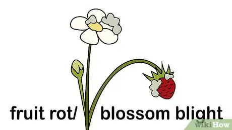 Image intitulée Identify and Treat Strawberry Diseases Step 4
