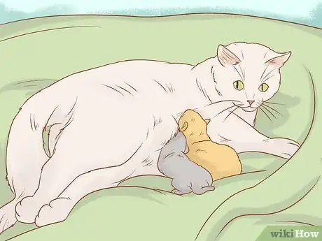 Image intitulée Tell if a Cat Still Has Kittens Inside Step 6