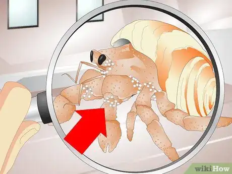 Image intitulée Tell if a Hermit Crab is Sick Step 5