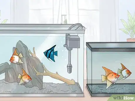 Image intitulée Breed Angelfish Step 10