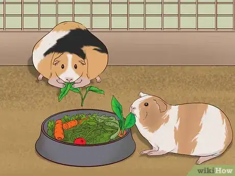 Image intitulée Care for a Pregnant Guinea Pig Step 20