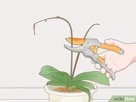 Image intitulée Prune Orchids Step 2