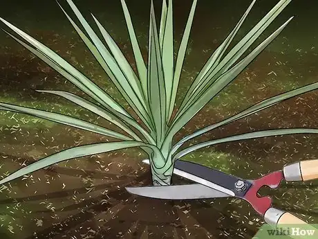 Image intitulée Kill Yucca Plants Step 1