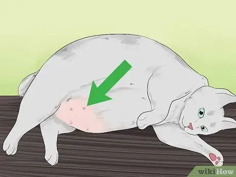 Image intitulée Get Your Cat to Know and Love You Step 10