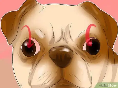 Image intitulée Treat Eye Problems in Pugs Step 17