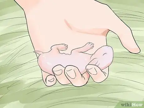 Image intitulée Care for Newborn Rabbits Step 4