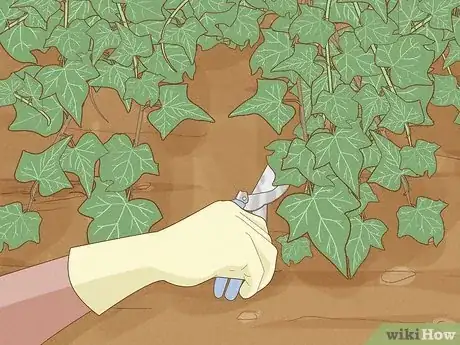 Image intitulée Remove an Ivy Plant Step 3