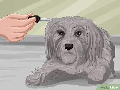 Image intitulée Treat Dog Eye Infection Step 5