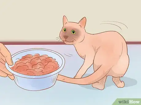 Image intitulée Know if Your Cat Is Sick Step 4
