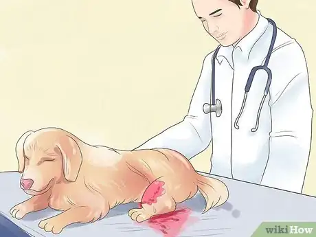 Image intitulée Treat Dog Bite Wounds on Dogs Step 1