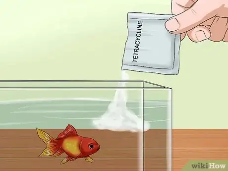 Image intitulée Treat Fish Diseases Step 11