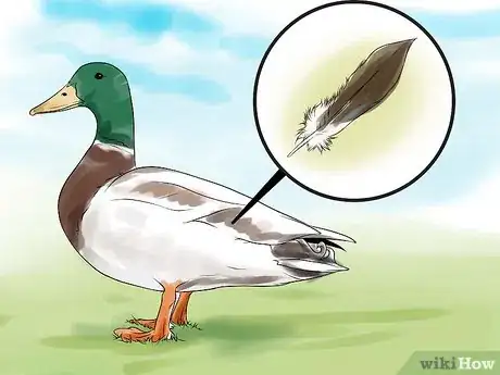 Image intitulée Tell the Difference Between Male and Female Ducks Step 1