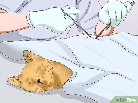 Image intitulée Stop a Male Cat from Spraying Step 10