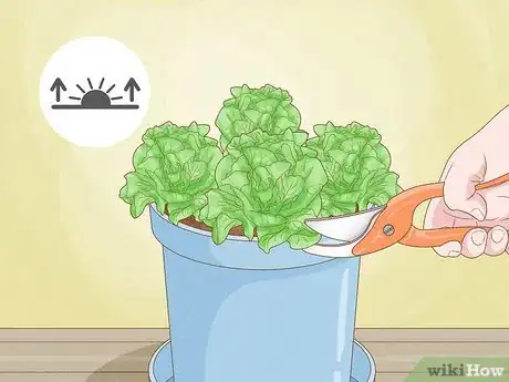 Image intitulée Grow Lettuce Indoors Step 12