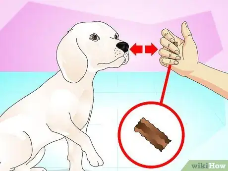 Image intitulée Teach Your Dog to Do a High Five Step 7