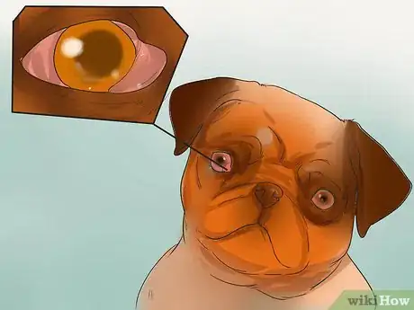 Image intitulée Treat Eye Problems in Pugs Step 9