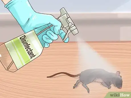 Image intitulée Clean Rat Droppings Step 12