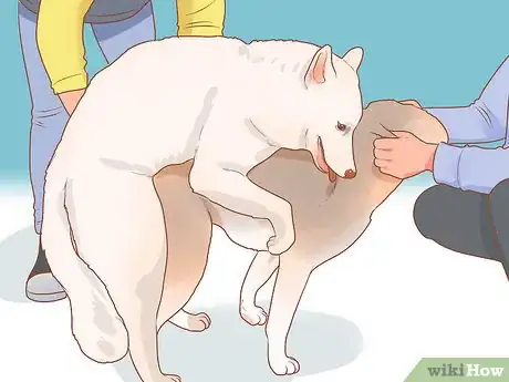 Image intitulée Encourage Dogs to Mate Naturally Step 11