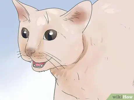 Image intitulée Help Your Cat Breathe Easier Step 16