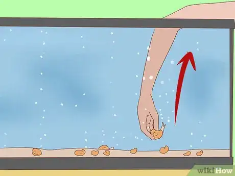 Image intitulée Get Rid of Snails in Aquarium Step 5