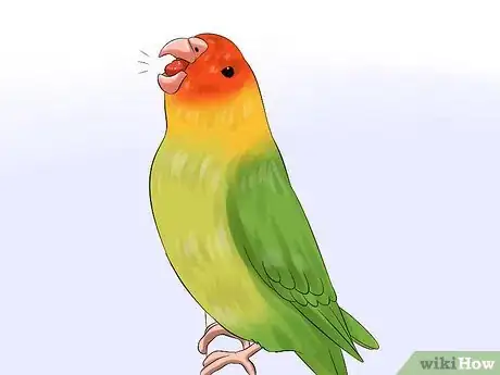 Image intitulée Tell if Your Pet Budgie Likes You Step 10