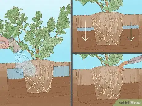 Image intitulée Grow Gardenias Step 7