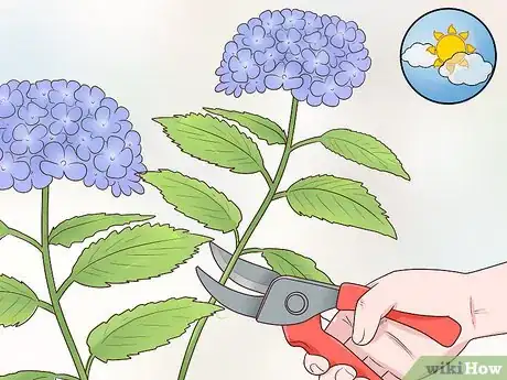 Image intitulée Cut Hydrangea Blooms Step 1