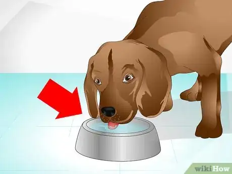 Image intitulée Care for a Sick Dog Step 5