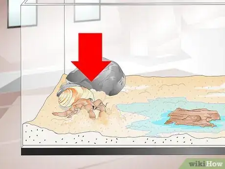 Image intitulée Tell if a Hermit Crab is Sick Step 6
