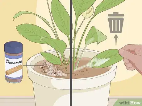 Image intitulée Care for Peace Lilies Step 15