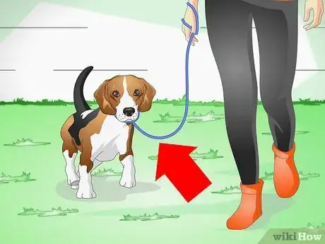 Image intitulée Keep Your Dog Calm Outside His Crate Step 7
