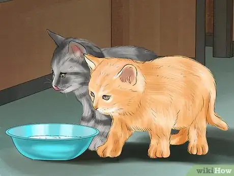 Image intitulée Introduce Solid Food to Kittens Step 3