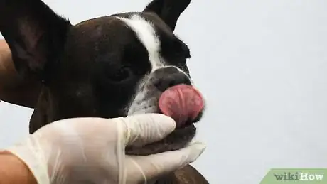 Image intitulée Brush a Dog's Teeth Step 16