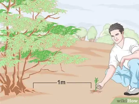Image intitulée Grow a Sandalwood Tree Step 10