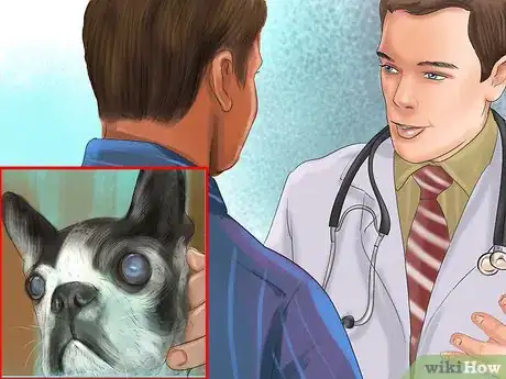Image intitulée Diagnose Eye Problems in Boston Terriers Step 6