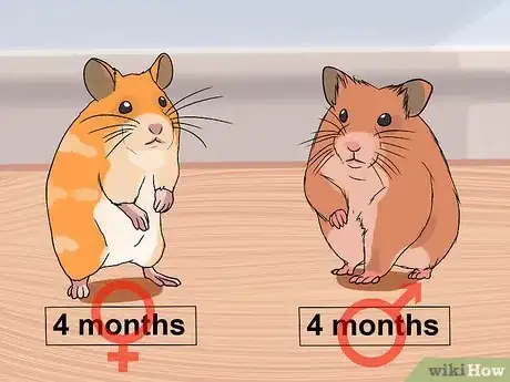 Image intitulée Breed Syrian Hamsters Step 5