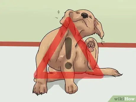 Image intitulée Stop a Dog's Ear from Bleeding Step 8
