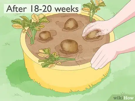 Image intitulée Grow Potatoes from Potatoes Step 13