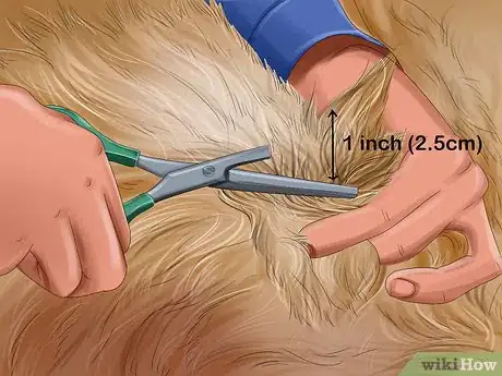 Image intitulée Groom a Goldendoodle Step 5