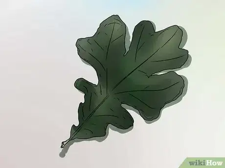 Image intitulée Identify Oak Leaves Step 10