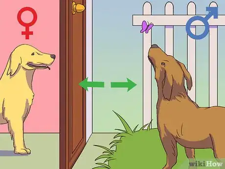 Image intitulée Calm a Male Dog when a Female Is in Heat Step 3